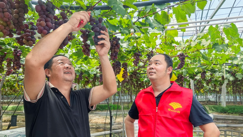 愛普科技黨員農(nóng)技服務(wù)隊助力浦江葡萄產(chǎn)業(yè)提質(zhì)增效